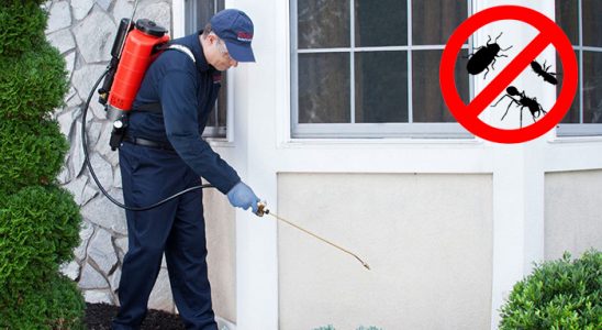Foça Tahtakurusu İlaçlama böcek ilaçlama ve haşere kontrolü — ilaclama-tr.com